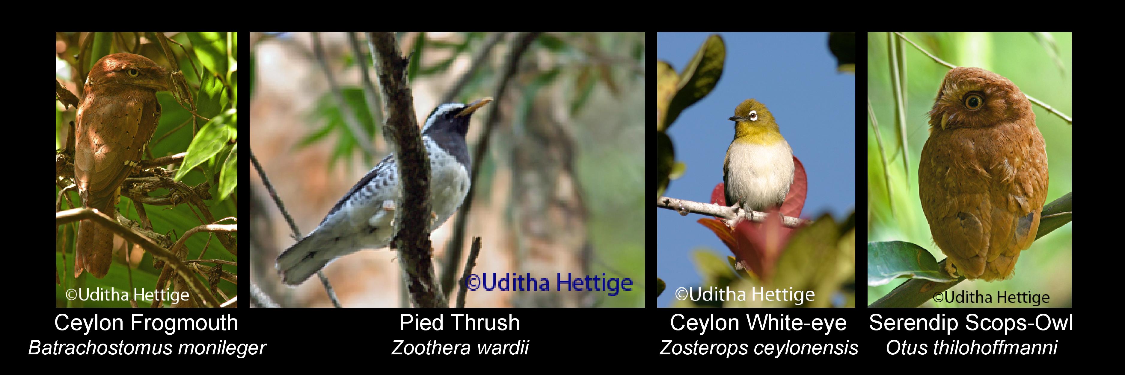 birds in sinharaja